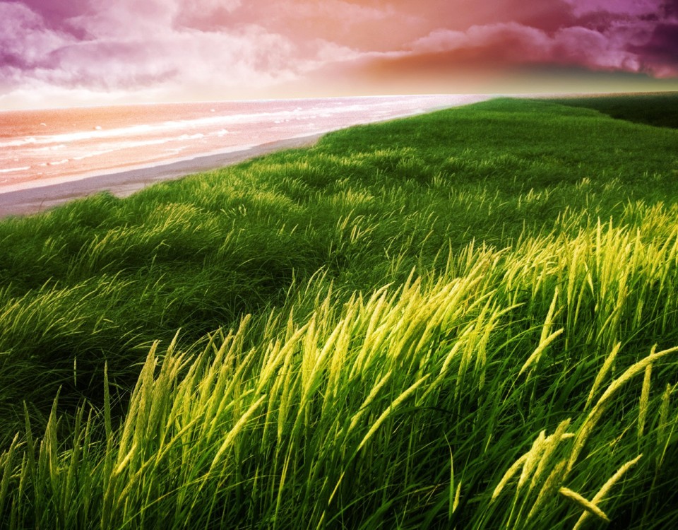 FreeGreatPicture.com-51529-seaside-green-grass